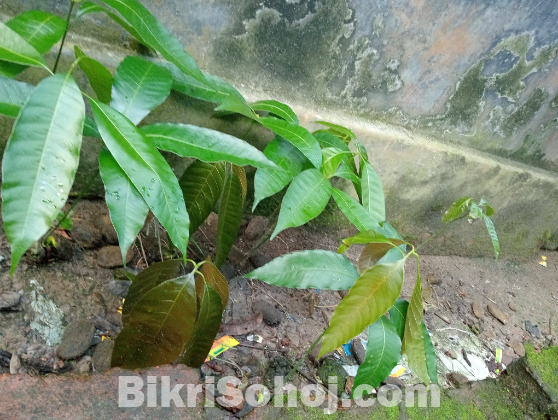 রুপালি আমের চারাগাছ